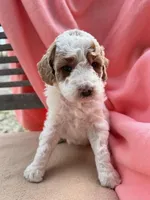 Mya, a female Miniature Labradoodle for sale in Archbold, OH – Photo 2 of 4