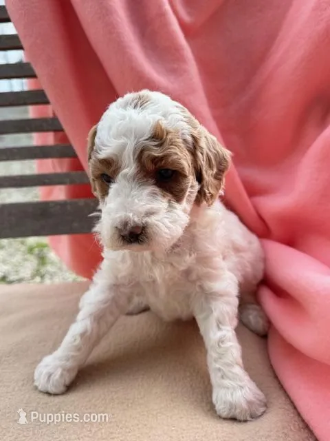 Mya – Miniature Labradoodle puppy for sale in Archbold, OH