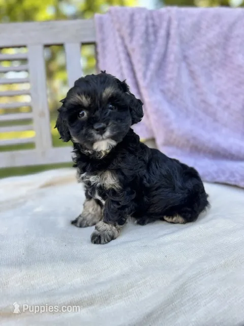 Amelia – Schnoodle puppy for sale in Archbold, OH