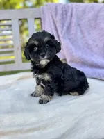 Amelia, a female Schnoodle for sale in Archbold, OH – 1 of 6