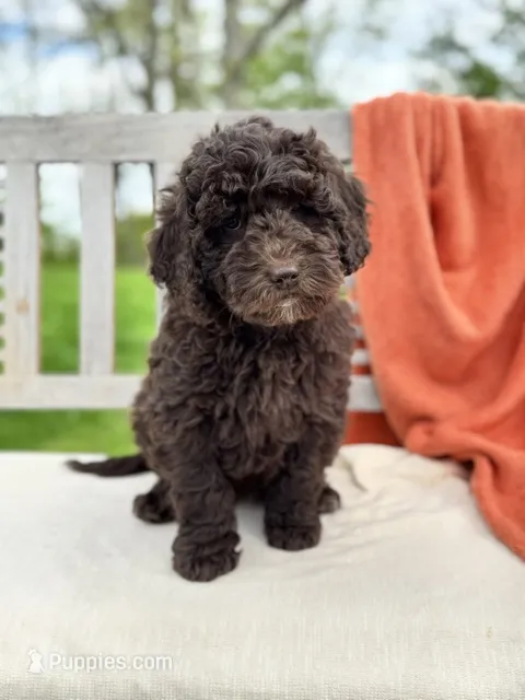 Carly – Labradoodle puppy for sale in Archbold, OH