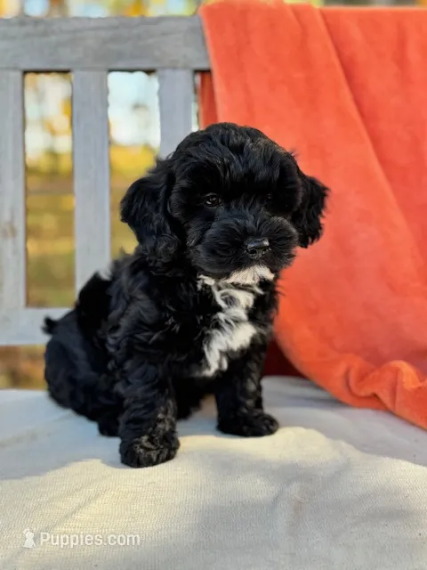 Franklin – Labradoodle puppy for sale in Archbold, OH