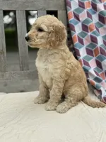 Harper, a female Labradoodle for sale in Archbold, OH – 3 of 5