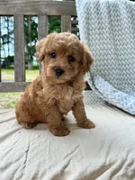Annie, a female Miniature Labradoodle for sale in Archbold, OH – 6 of 6