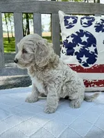 Nelson, a male Labradoodle for sale in Archbold, OH – 3 of 5