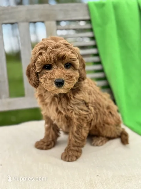 Bella – Miniature Labradoodle puppy for sale in Archbold, OH