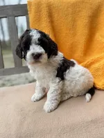 Heath, a male Labradoodle for sale in Archbold, OH – Photo 4 of 8