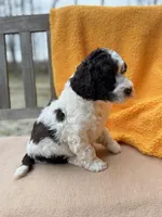 Heath, a male Labradoodle for sale in Archbold, OH – Photo 5 of 8