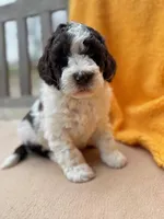 Heath, a male Labradoodle for sale in Archbold, OH – Photo 8 of 8
