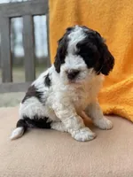 Heath, a male Labradoodle for sale in Archbold, OH – Photo 6 of 8