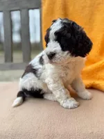Heath, a male Labradoodle for sale in Archbold, OH – Photo 7 of 8