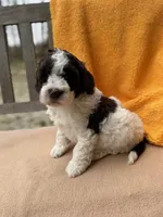 Heath, a male Labradoodle for sale in Archbold, OH – Photo 2 of 8
