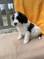 Heath, a male Labradoodle for sale in Archbold, OH – Photo 3 of 8