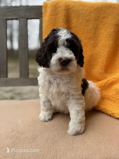 Heath – Labradoodle puppy for sale in Archbold, OH