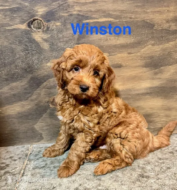 Winston – Labradoodle puppy for sale in Archbold, OH