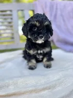 Amelia, a female Schnoodle for sale in Archbold, OH – 4 of 6