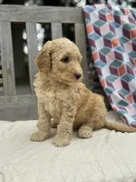 Savannah, a female Labradoodle for sale in Archbold, OH – 2 of 4