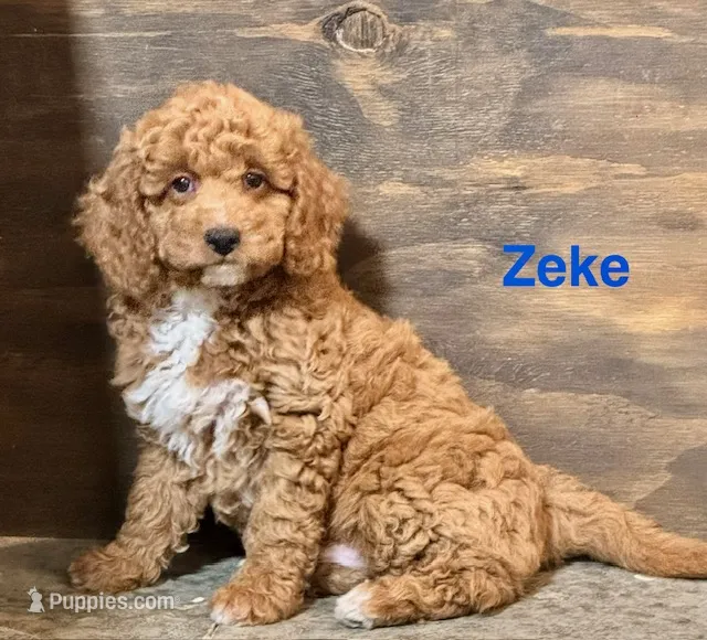 Zeke – Labradoodle puppy for sale in Archbold, OH