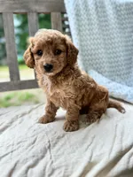 Madeline, a female Miniature Labradoodle for sale in Archbold, OH – 4 of 6