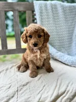 Madeline, a female Miniature Labradoodle for sale in Archbold, OH – 3 of 6