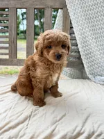 Ripley, a male Miniature Labradoodle for sale in Archbold, OH – 4 of 5