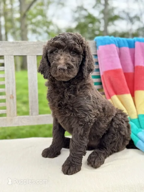 Jasmine – Labradoodle puppy for sale in Archbold, OH