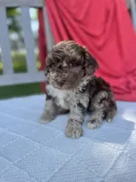 Vincent, a male Poodle - Miniature  for sale in Archbold, OH – 3 of 5