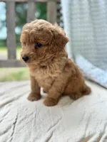 Annie, a female Miniature Labradoodle for sale in Archbold, OH – 5 of 6