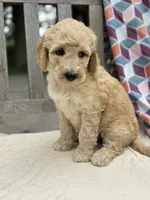 Harper, a female Labradoodle for sale in Archbold, OH – 5 of 5