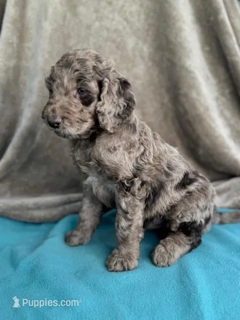 Tyson – Labradoodle puppy for sale in Archbold, OH