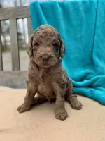 Tyson, a male Labradoodle for sale in Archbold, OH – Photo 1 of 5
