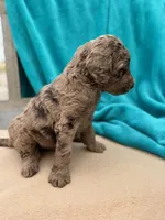 Tyson, a male Labradoodle for sale in Archbold, OH – Photo 2 of 5