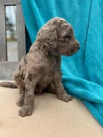 Tyson, a male Labradoodle for sale in Archbold, OH – Photo 4 of 5