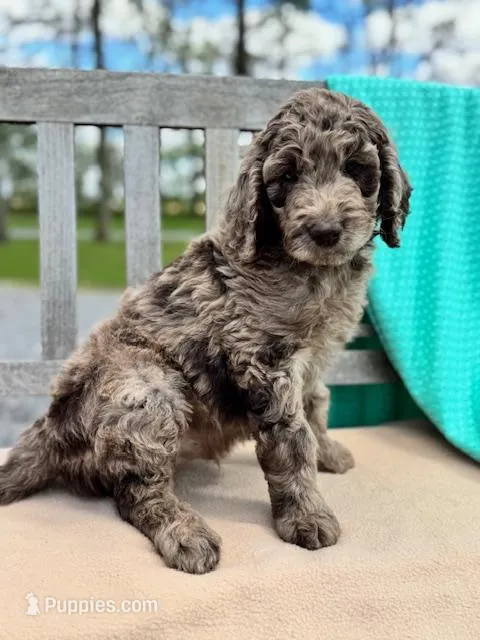 Tyson – Labradoodle puppy for sale in Archbold, OH