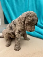 Tyson, a male Labradoodle for sale in Archbold, OH – Photo 3 of 5