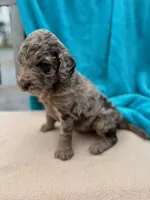 Tyson, a male Labradoodle for sale in Archbold, OH – Photo 5 of 5