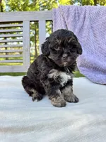 Eleanor, a female Schnoodle for sale in Archbold, OH – 6 of 6