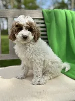 Mya, a female Miniature Labradoodle for sale in Archbold, OH – 3 of 4
