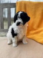 Fiona, a female Labradoodle for sale in Archbold, OH – Photo 5 of 6