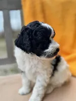 Fiona, a female Labradoodle for sale in Archbold, OH – Photo 3 of 6