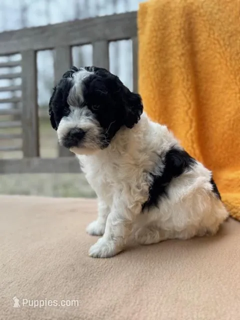 Fiona – Labradoodle puppy for sale in Archbold, OH