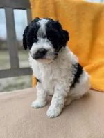 Fiona, a female Labradoodle for sale in Archbold, OH – Photo 4 of 6