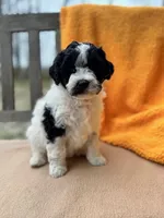 Fiona, a female Labradoodle for sale in Archbold, OH – Photo 6 of 6