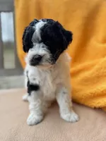 Fiona, a female Labradoodle for sale in Archbold, OH – Photo 2 of 6