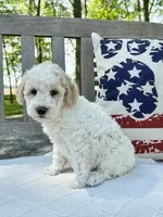 Stanley, a male Labradoodle for sale in Archbold, OH – 2 of 5