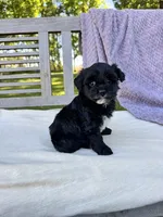 Minnie, a female Schnoodle for sale in Archbold, OH – 6 of 6