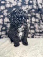 Lionel, a male Schnoodle for sale in Archbold, OH – Photo 5 of 6