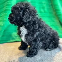 Lionel, a male Schnoodle for sale in Archbold, OH – Photo 2 of 10