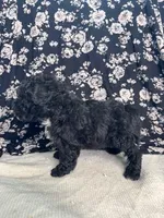 Lionel, a male Schnoodle for sale in Archbold, OH – Photo 4 of 6