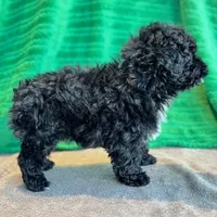 Lionel, a male Schnoodle for sale in Archbold, OH – Photo 8 of 10